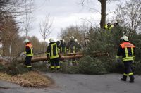 02_2010_Baum_auf_Strasse 12